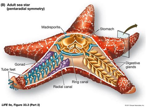 Echinodermata Kurts Biology