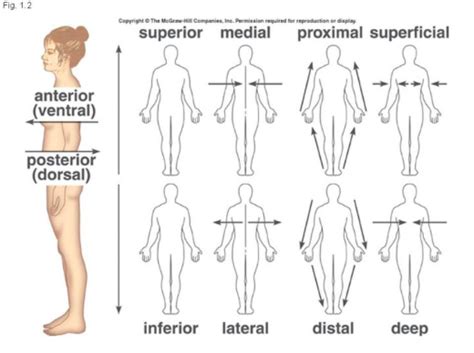 Orientation And Directional Terms Anatomy Diagram Quizlet