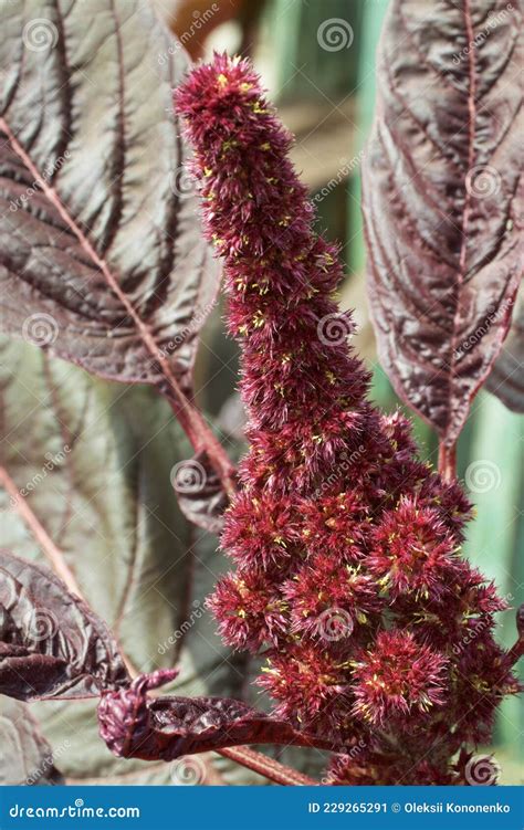 Bunch Of Crimson Amaranth Flowers Close Up Amaranth Inflorescence