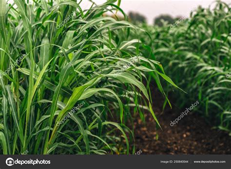 Sorghum Sudanense Or Sudangrass Plantation Field Stock Photo By