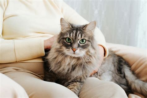 Deze Symptomen Kunnen Wijzen Op De Kattenkrabziekte Margriet