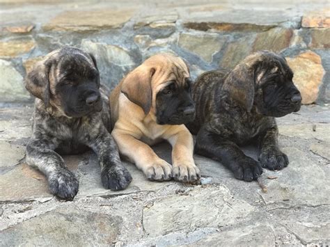 Available Puppies « Mastiff Puppies for sale – Two Ponds Kennel