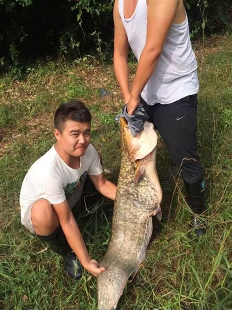 深水釣巨物，一條大鲶魚讓大家高興！ 每日頭條