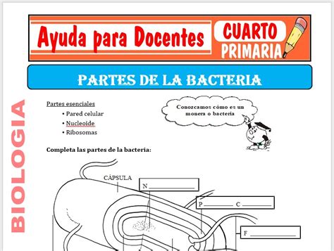 Biolog A Para Cuarto De Primaria Ayuda Para Docentes