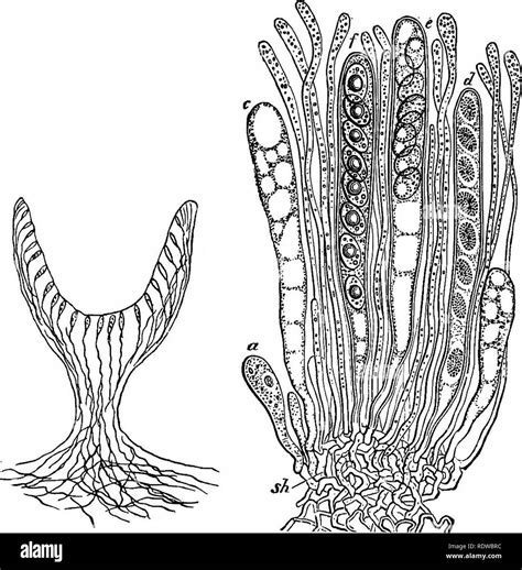 Peziza Under Microscope Labeled