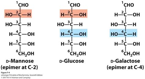 Biochemistry Molecular Bio 2 Exam 1 Flashcards Quizlet