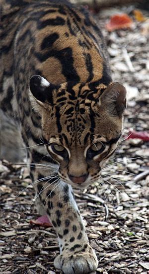 Ocelot Facts for Kids