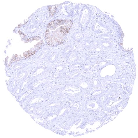 cd msva  ms validated antibodies