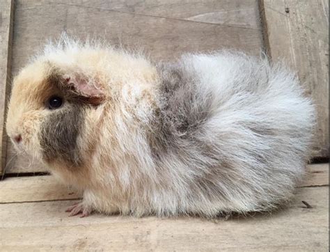 Ch Teddy Van Caroline Wesselink Cavia