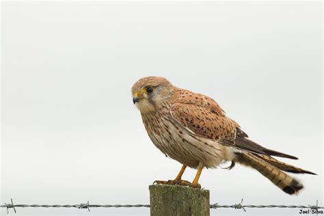 Peneireiro Comum Common Kestrel Falco Tinnunculus Flickr