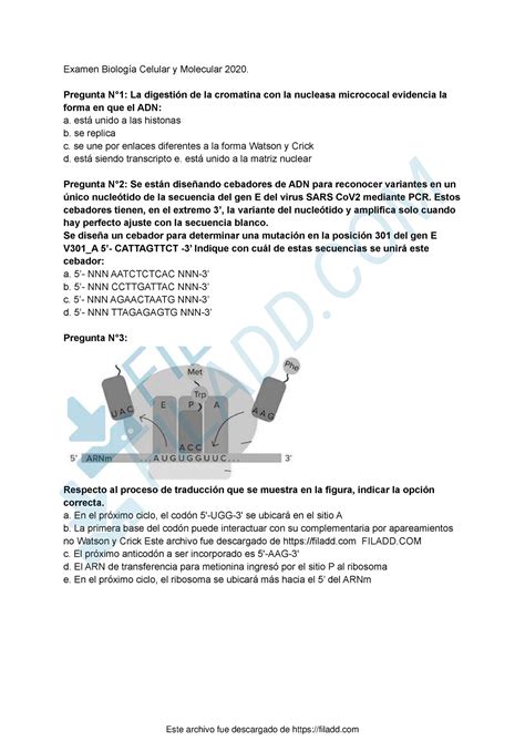 Examen Biologia Celular Y Molecular 2020 Sin Correcciones Examen