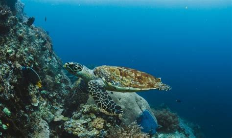 Desaparición de las tortugas qué pasaría si todas se extinguieran