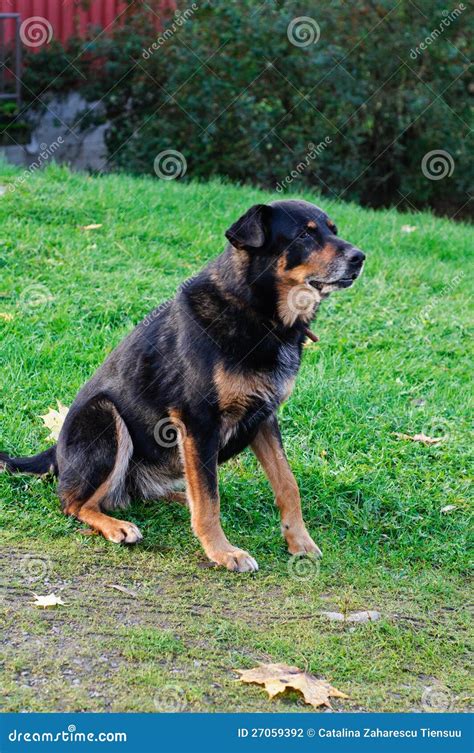 Dog With Hurt Paw Stock Photo Image Of Sitting Sits 27059392