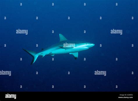 Grey Reef Shark Teeth High Resolution Stock Photography and Images - Alamy