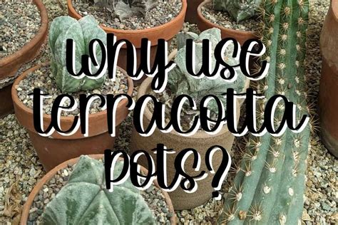 Why Use Terracotta Pots For Succulents