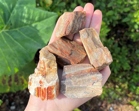 Large Rough Petrified Wood Natural Stones 2 3 Choose How Many