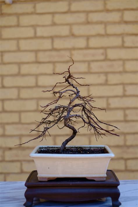 Salix Willow Bonsai South Nursery