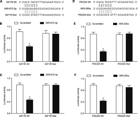 Identifying Involvement Of H19 Mir 675 3p Igf1r And H19 Mir 200a Pdcd4