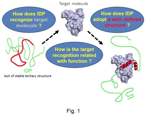 Target Recognition And Expression Mechanism Of Intrinsically Disordered