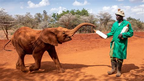 David Sheldrick Wildlife Trust Kenya Sights Lonely Planet