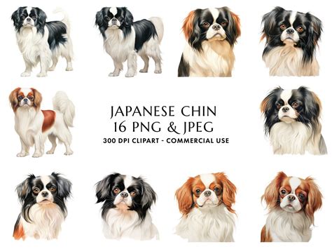 watercolor japanese chin clipart bundle  high quality png jpeg