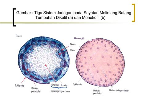 gambar jaringan batang tumbuhan monokotil  dikotil gambar gambar