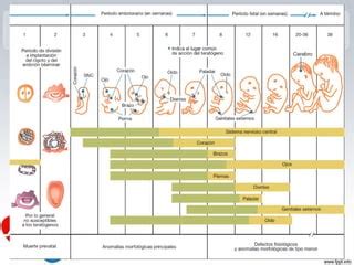 Farmacotoxicidad Farmacovigilancia Ppt