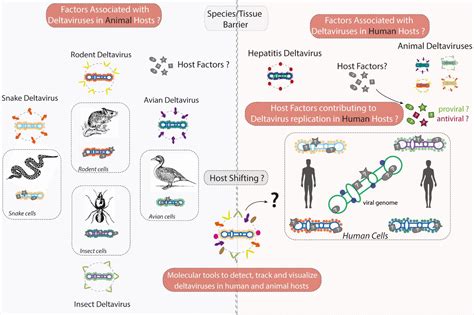 Virus à ARN et facteurs hôte – IGMM