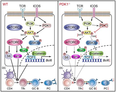 Figures And Data In The Kinase Pdk1 Is Critical For Promoting T Follicular Helper Cell