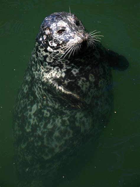 Harbor Seal Sounds | Ocean Conservation Research