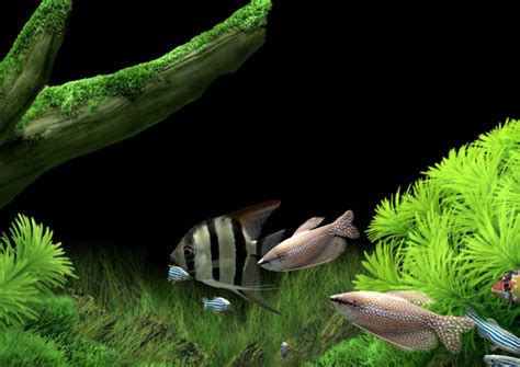 Dream Aquarium Screensaver - Download