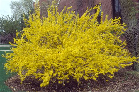 Names Of Yellow Spring Shrubs