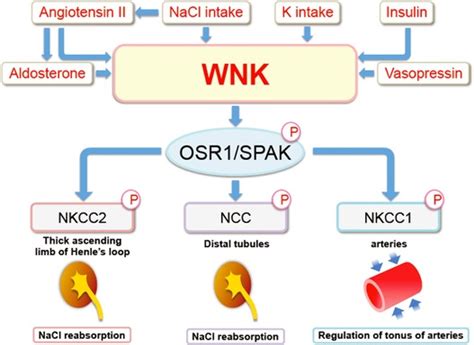 Regulators And Effectors Of Wnkosr Spak Kinase Signalingnacl And K