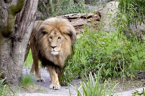 Lion Big Cat Large - Free photo on Pixabay - Pixabay