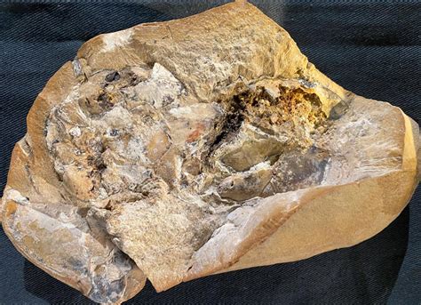 Million Year Old Mineralized Organs Reveal Insights Into Early