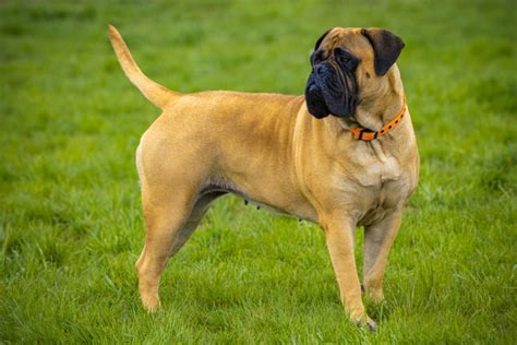 Bullmastiff Colors: A Handy Guide To 5+ Colors & Markings