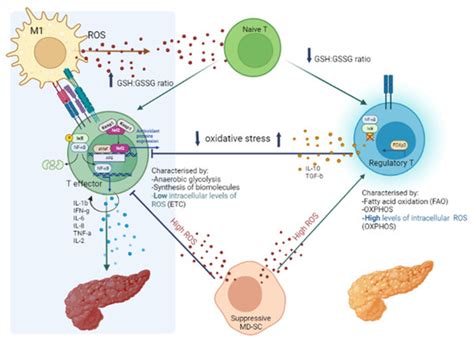 Antioxidants Free Full Text Redox Remodeling By Nutraceuticals For