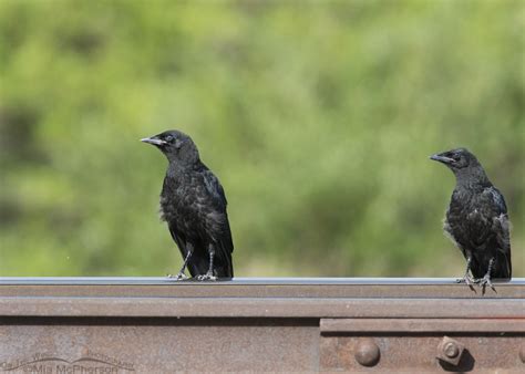 American Crow Fledglings On Rails Mia Mcphersons On The Wing Photography