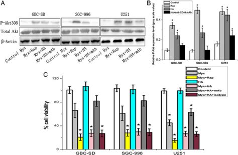 Hacd44 Interaction Increases Akt Activation And Promotes Myxoma Virus