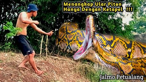 Menegangkan Berburu Menangkap Monster Ular Piton Dengan Ketapel