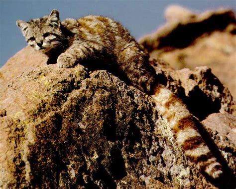 Andean Mountain Cat l Beautiful - Our Breathing Planet