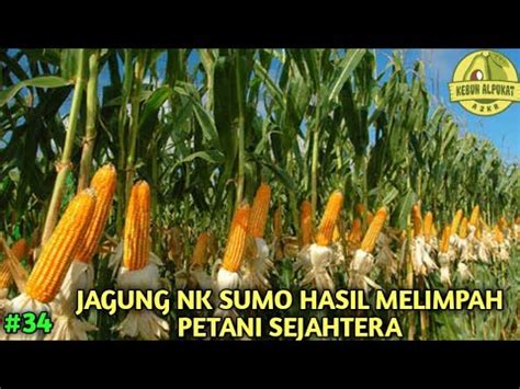 JAGUNG NK SUMO HASIL MELIMPAH PETANI SEJAHTERA CORNFIELD YouTube