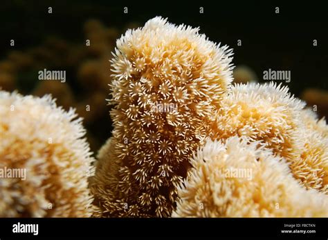 Underwater Marine Life Closeup Of Coral Polyps Of Porites Porites