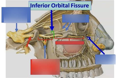 Inferior Orbital Fissure Diagram | Quizlet