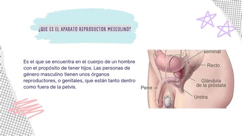 Aparato Reproductor Masculino Materno Pdf Descarga Gratuita