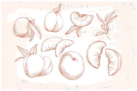 Peach Sketch Illustration - Design Cuts