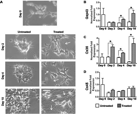 Connexin Is A Negative Regulator Of Differentiation In Human