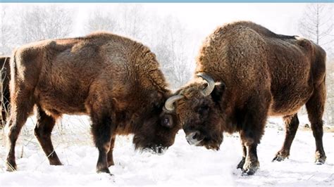 Oklahoma State Animal - American Buffalo, or Bison | European bison ...