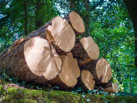 Nowe zasady sprzedaży drewna wywołały burzę Portal drzewny meblarski