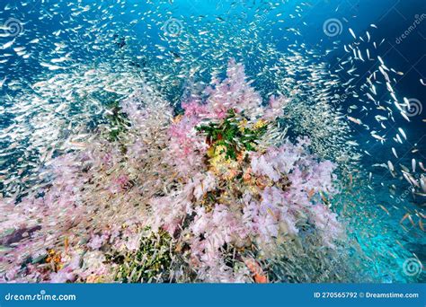 Arrecife De Coral Suave Rosa Y Escuela De Pescado En Richelieu Rock